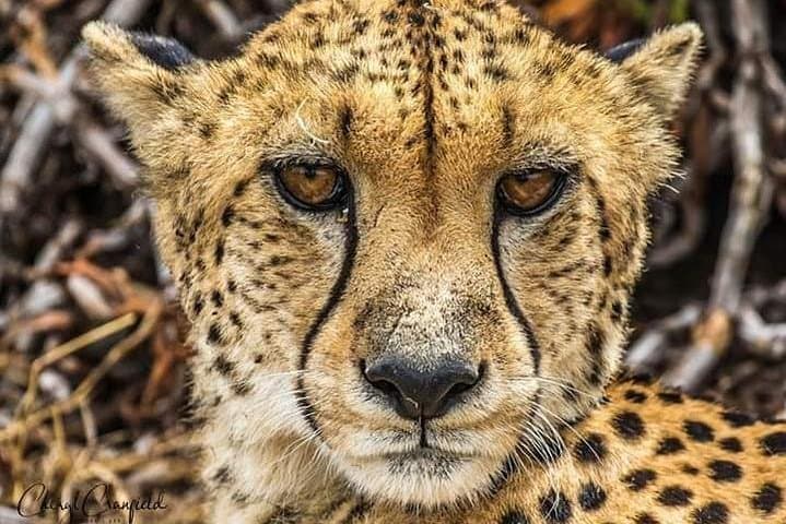 Nairobi national park half day tour