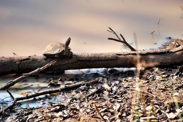 Day Tour to Wilpattu National Park from Colombo