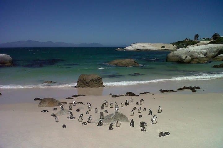 Private Tour with Wine Expert to Cape of Good Hope & Constantia Wine Region