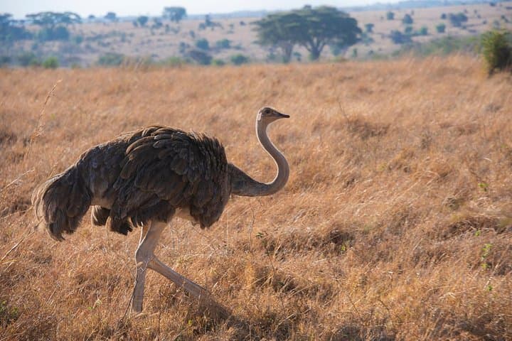 Nairobi National Park Morning Or Afternoon Game Drive