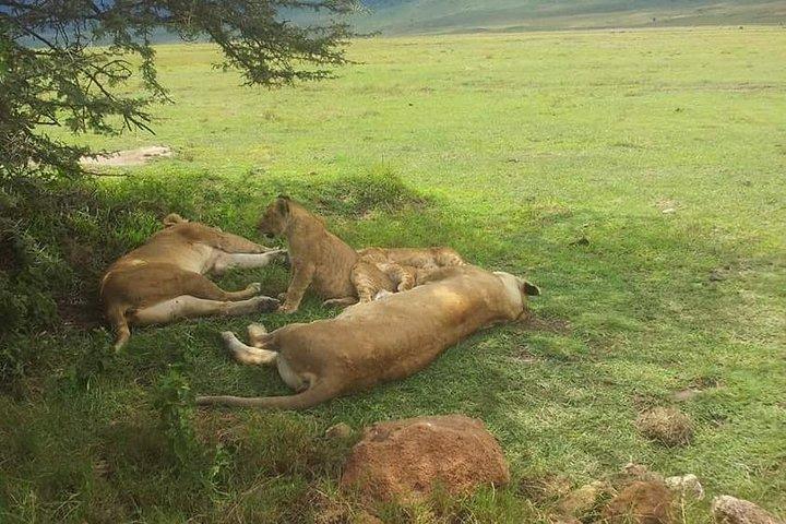 4 Days / 3 Nights Lake Manyara, Ngorongoro and Serengeti