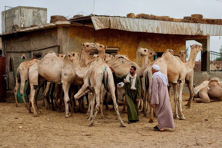 Cairo Unusual Day Tour Visit Camel Market in Birqash