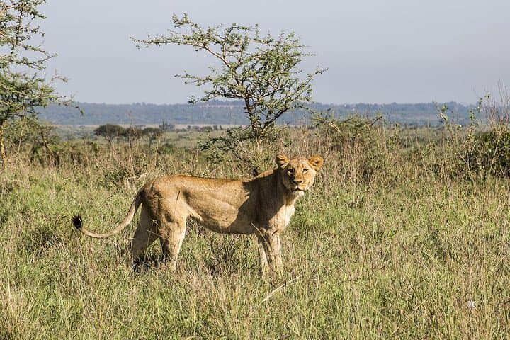 8 Days 7 Nights Luxury Safari By Jeep (minimum 2 persons)
