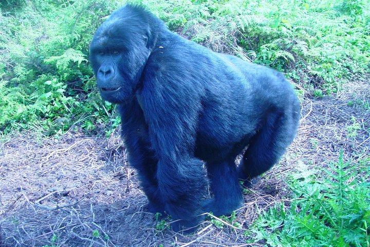 4 Day Chimpanzee Trek Wildlife and Gorilla Trekking at Bwindi Uganda