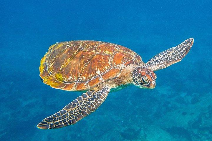 Similan Islands One Day Tour From Khao Lak