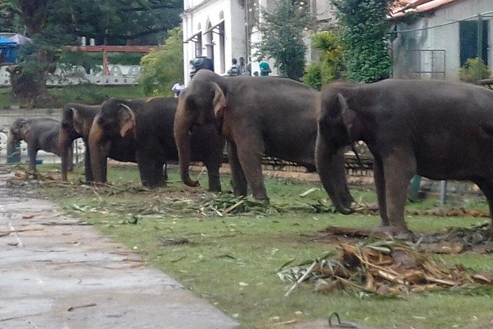 Colombo to Kandy Private Day Tour