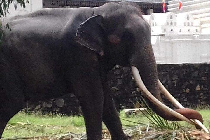 Colombo to Kandy Private Day Tour