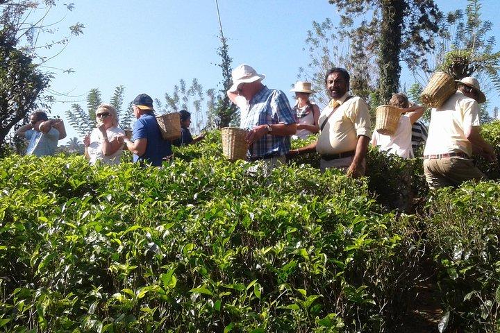 Kandy Day Trip from Colombo: Tea Factory- Peradeniya Botanical Gardens-Kandy