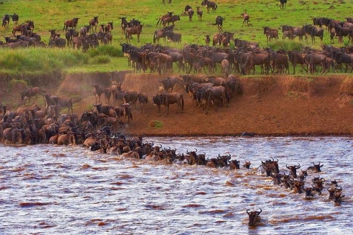 8 Days Masai Mara Wildebeest Migration Safari Adventures