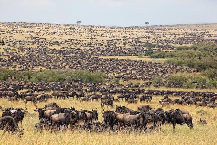 8 Days Masai Mara Wildebeest Migration Safari Adventures