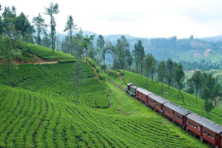 Nuwaraeliya Day Tour & Kithulgala Water Rafting from Kandy,Colombo or Ella