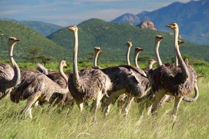 4 Days Affordable Family Safari Holidays