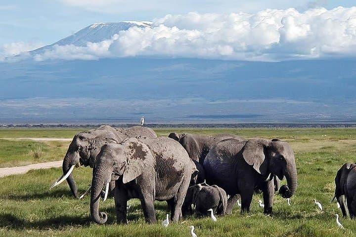 13 Days Masai Mara Serengeti Wildlife Safari