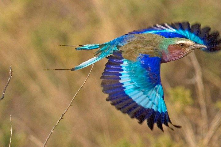 11 Days Kenya Birding Safari Adventure Holiday