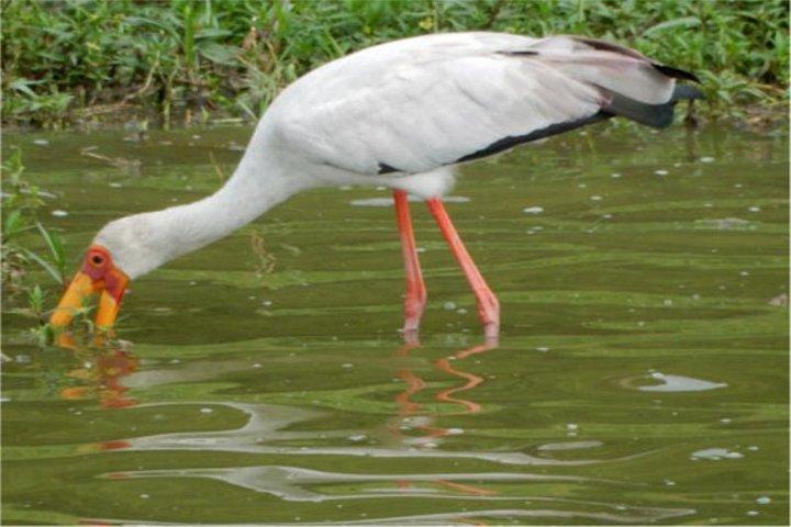 11 Days Kenya Birding Safari Adventure Holiday