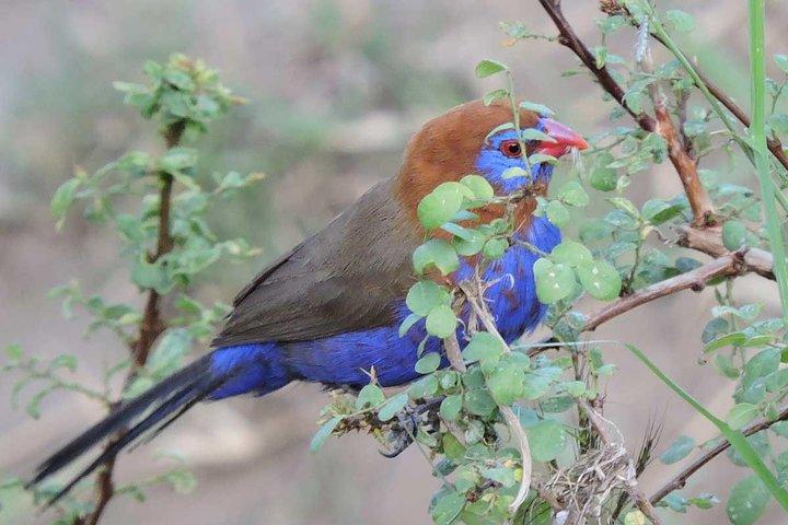 11 Days Kenya Birding Safari Adventure Holiday