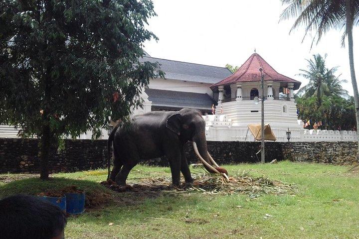 Sri Lanka Experience - 12 Days Private Tour