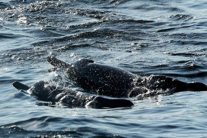 Khasab Musandam Full day dhow cruise
