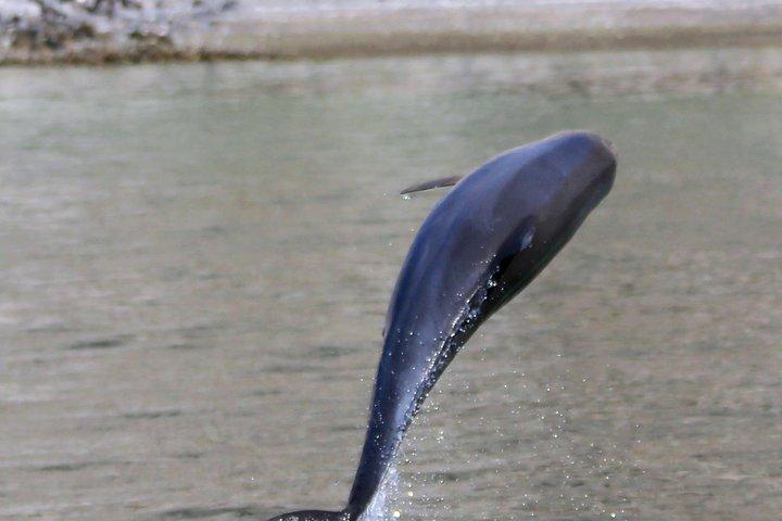 Khasab Musandam Full day dhow cruise
