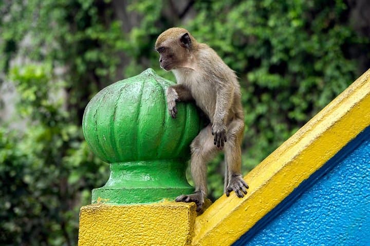 Batu Caves and Watching Fireflies in Kuala Selangor
