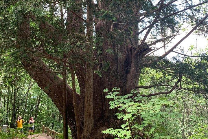 Shirakawa-go, Onsen & Waterfall Hike Day Tour from Takayama
