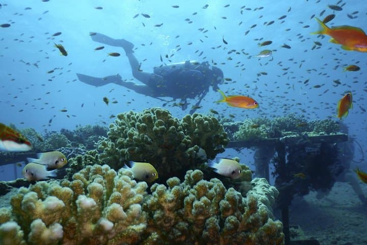 Day tour to Red sea ain EL Sokhna from Cairo