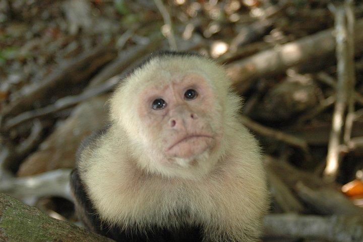 Manuel Antonio National Park Guided Tour
