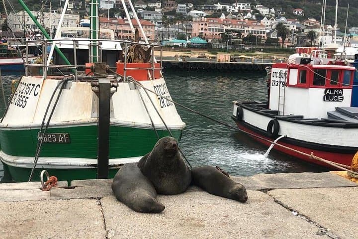 Cape Peninsula Adventure