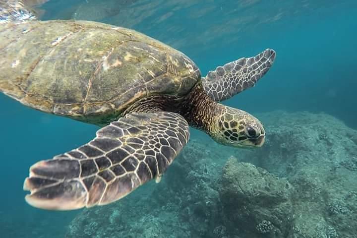 Pigeon Island Snorkeling – Swim with Sharks & Turtles