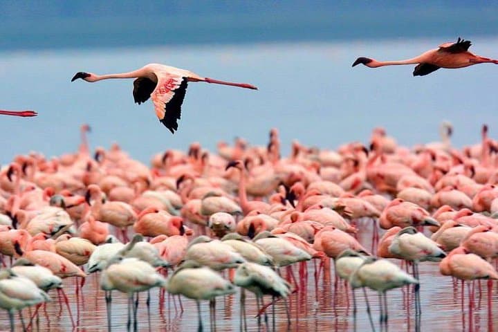 9 Days Kenya Family Safari Holiday Packages