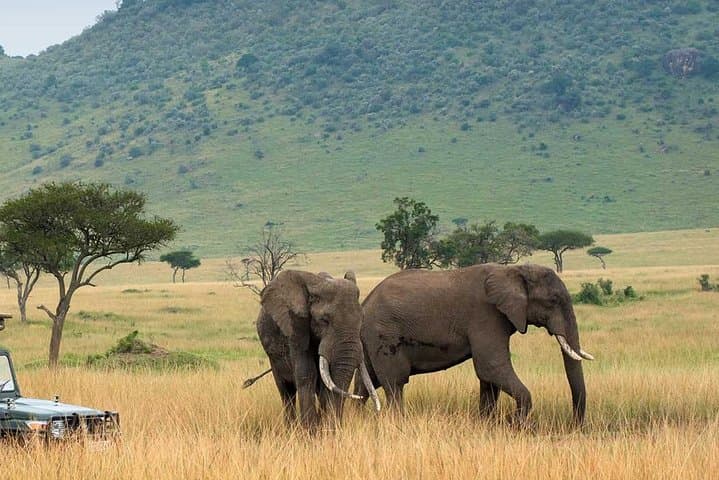 4 Days Affordable Family Safari Holidays