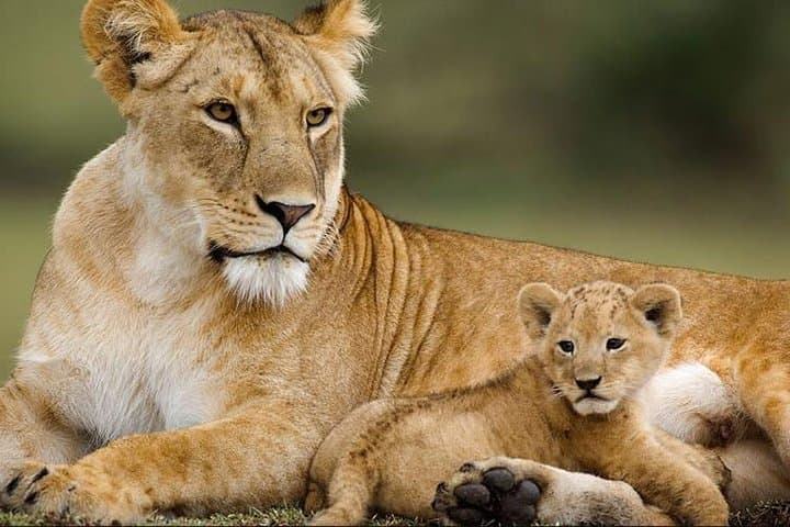 4 Days Affordable Family Safari Holidays