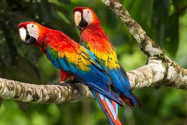 Macaw Clay Lick