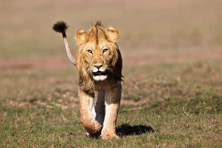 2 Days Amboseli National Park Budget Safari