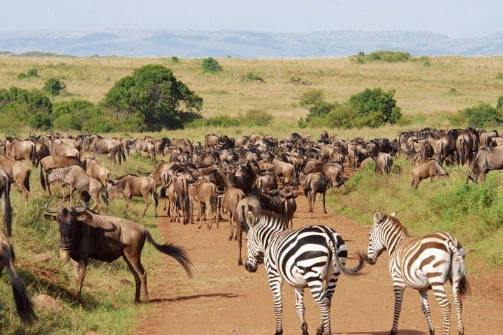 13 Days Kenya Tanzania Wildlife Safari