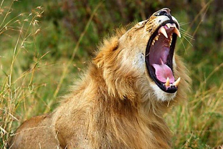 2 Days Awe-Inspiring Safari in Maasai Mara National Reserve, Kenya
