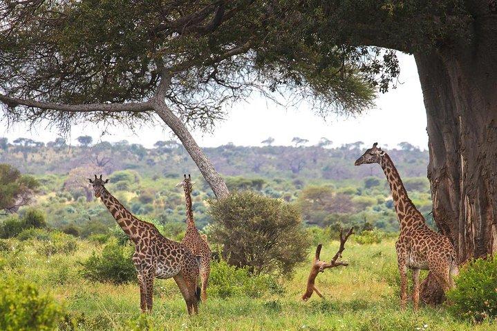 Tarangire National Park elephant view