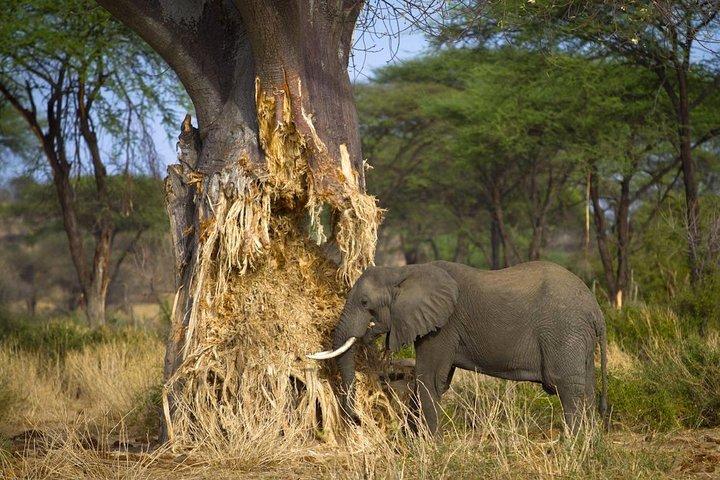 Tarangire National Park elephant view