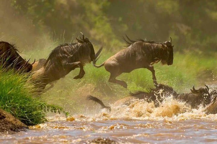 4 Days Wildlife Lodge Safari Tour in Kenya