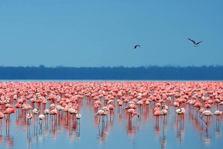 10 Days Kenya Tanzania Safari Vacations