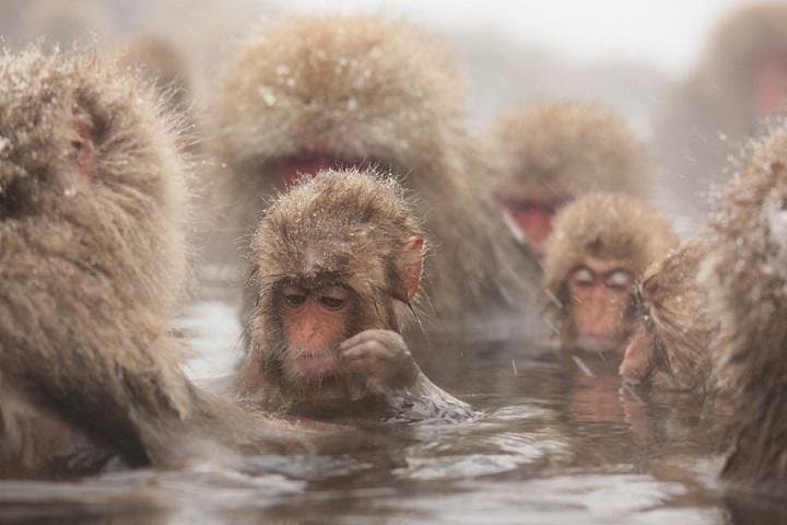 Nagano Snow Monkey 1 Day Tour with Beef Sukiyaki Lunch from Tokyo