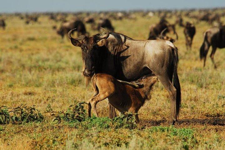 13 Days Kenya Tanzania Wildlife Safari