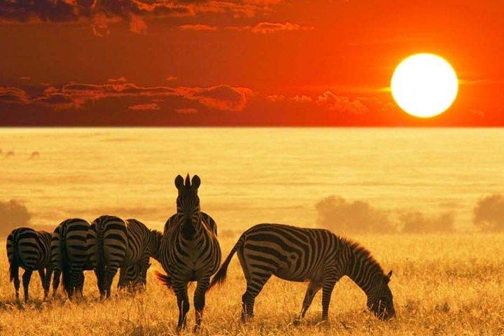 13 Days Kenya Tanzania Wildlife Safari
