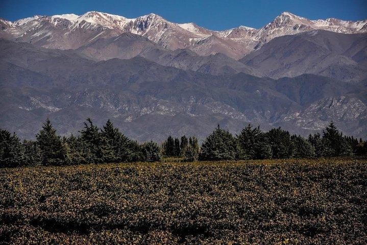 Small Group tour 3 wineries in Luján de Cuyo or Maipú with lunch