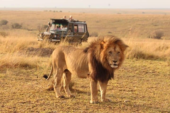 6 Days Masai Mara, Lake Nakuru, and Amboseli Camping Safari in Kenya