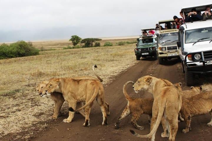 8 Days Ultimate Kenya Flying Safari Holiday