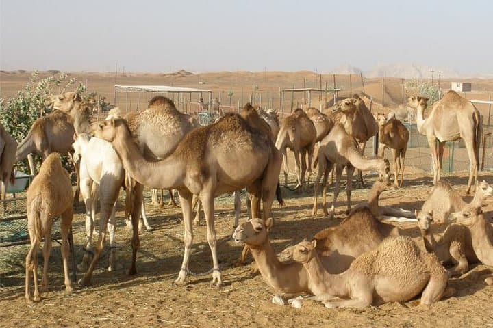 Camel Farm Visit - Dubai UAE
