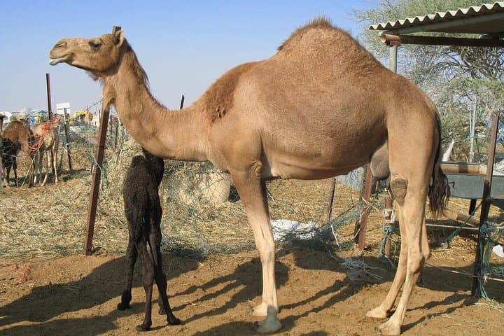 Camel Farm Visit - Dubai UAE