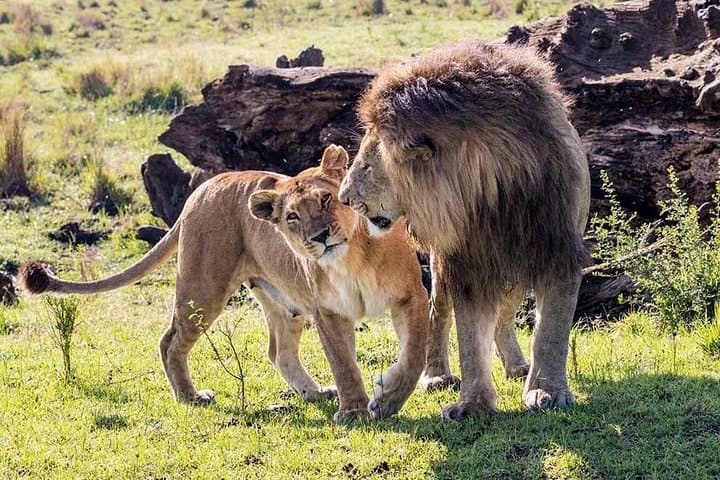 4 Days Maasai Mara and Lake Nakuru Budget Safari in Kenya