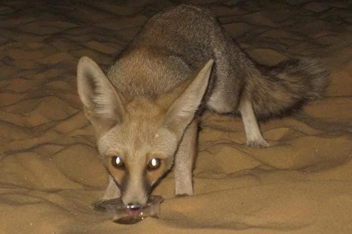White Desert and Bahariya Oasis Tour From Cairo